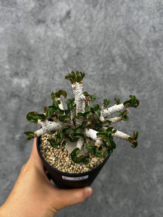 【現品限り】アデニウム・DHA 希少な大株 葉巻 獅子葉 実生【F43】 Adenium DHA
