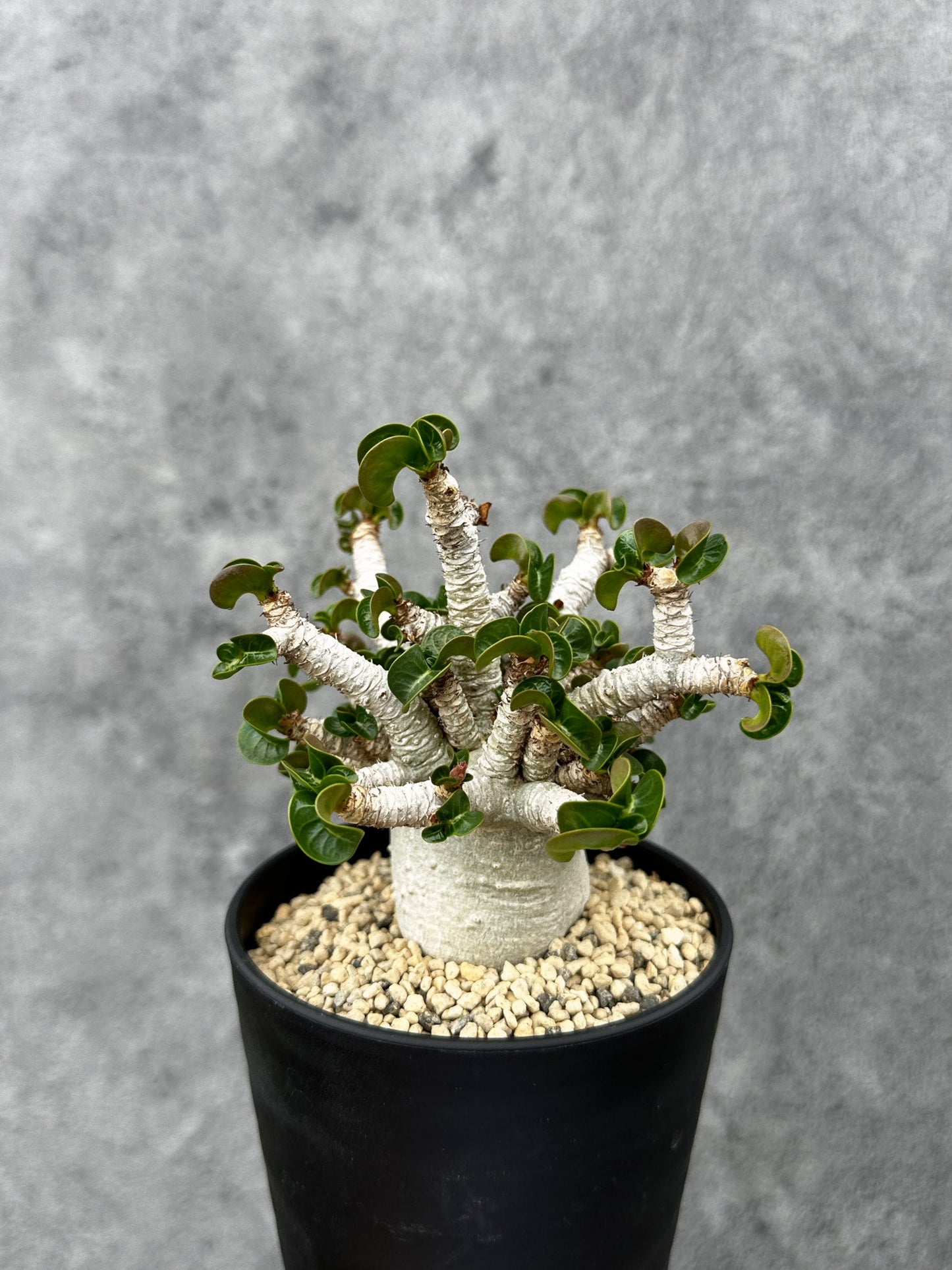 【現品限り】アデニウム・DHA 希少な大株 葉巻 獅子葉 実生【F43】 Adenium DHA