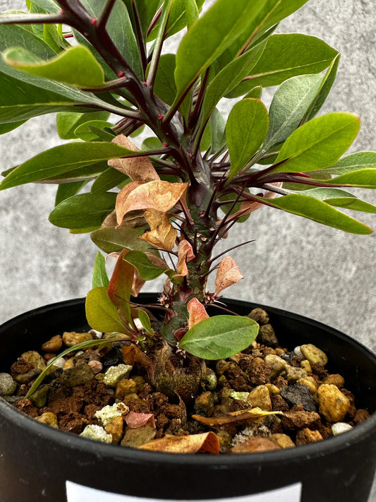 【現品限り】フォークイエリア・ファシクラータ 実生【F47】 Fouquieria fasciculata