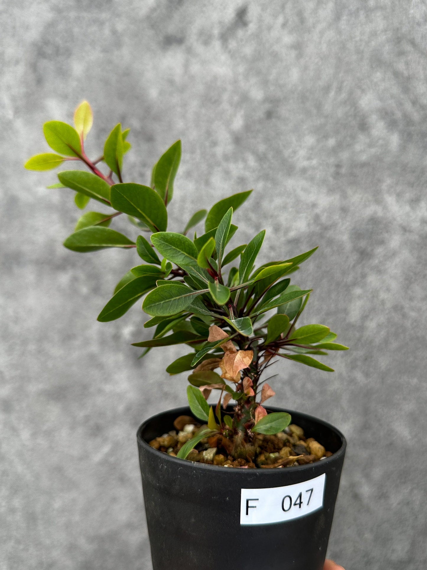 【現品限り】フォークイエリア・ファシクラータ 実生【F47】 Fouquieria fasciculata