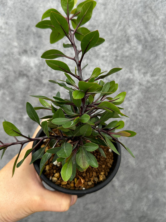 【現品限り】フォークイエリア・ファシクラータ 実生【F48】 Fouquieria fasciculata
