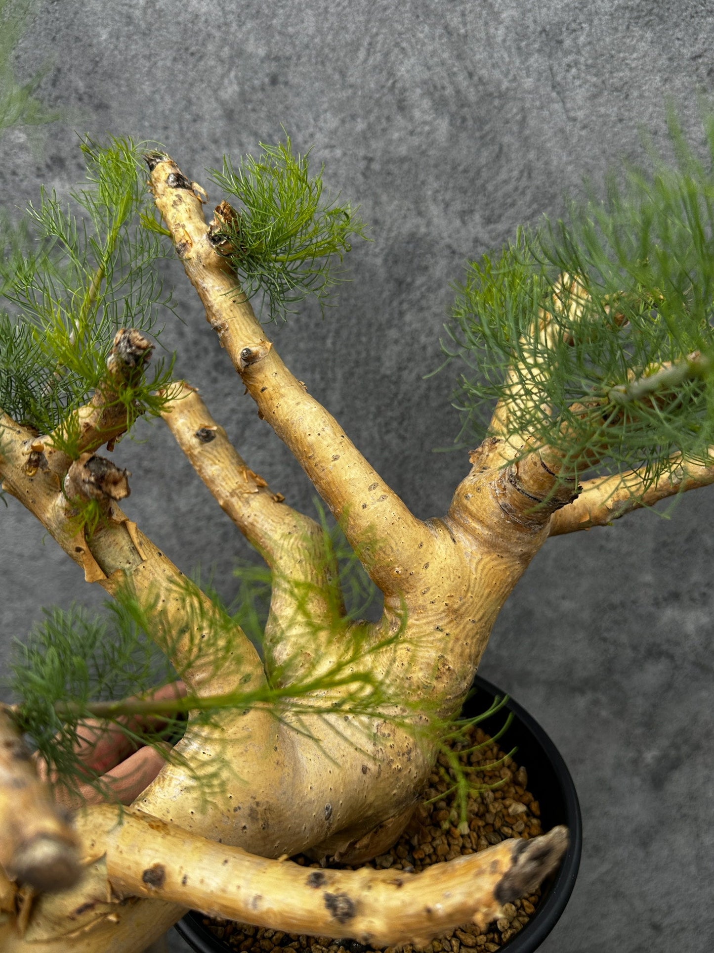 【現品限り】コミフォラ・クラウセリアーナ 現地株 発根済み 大株 幹太【F57】 Commiphora kraeuseliana