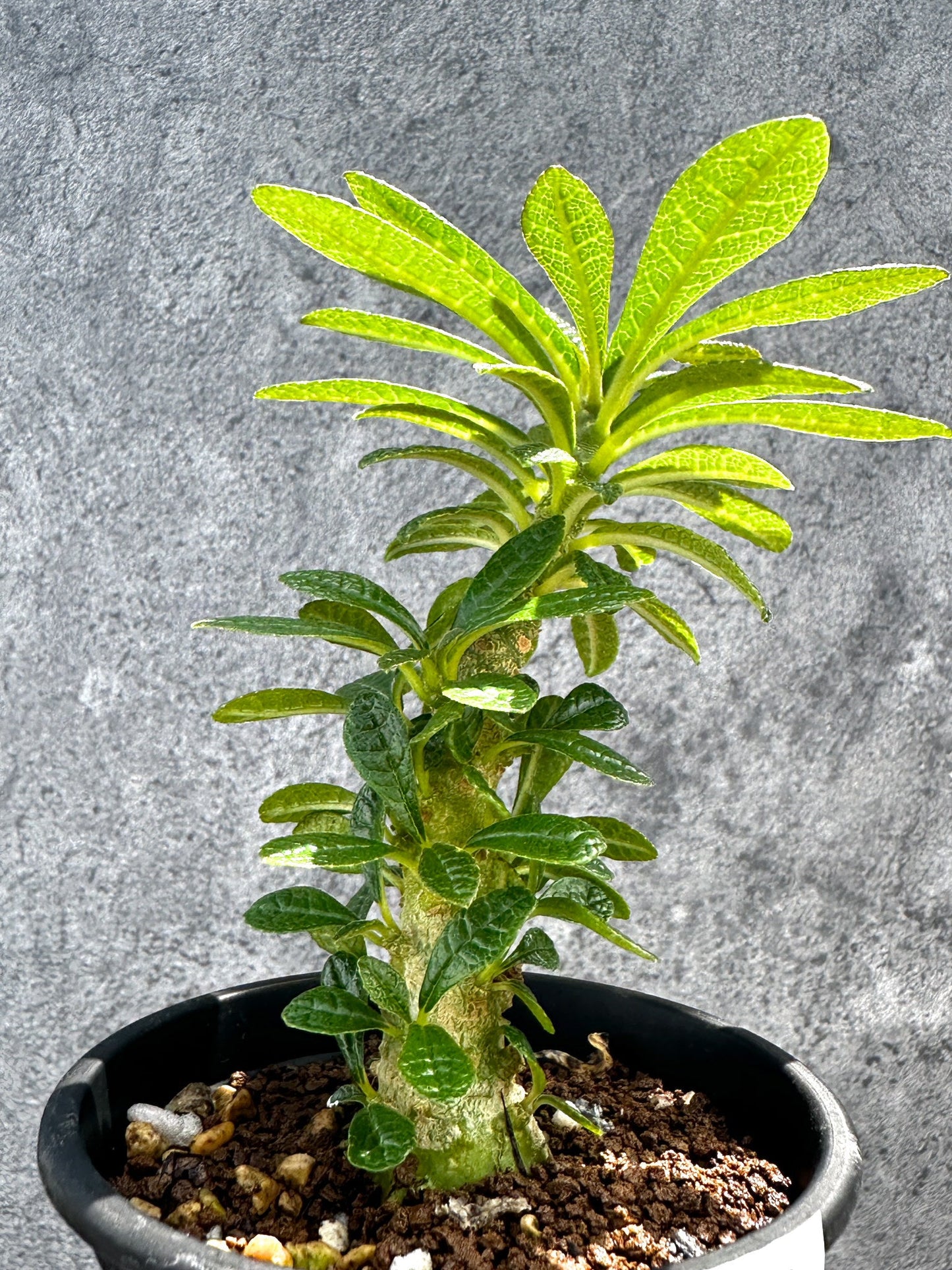 【現品限り】ドルステニア・ギガス 実生【G20】 Dorstenia gigas