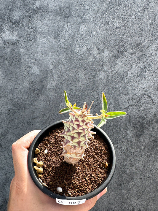 【現品限り】ユーフォルビア・ロンギツベルクローサ 実生【G27】 Euphorbia longituberculosa