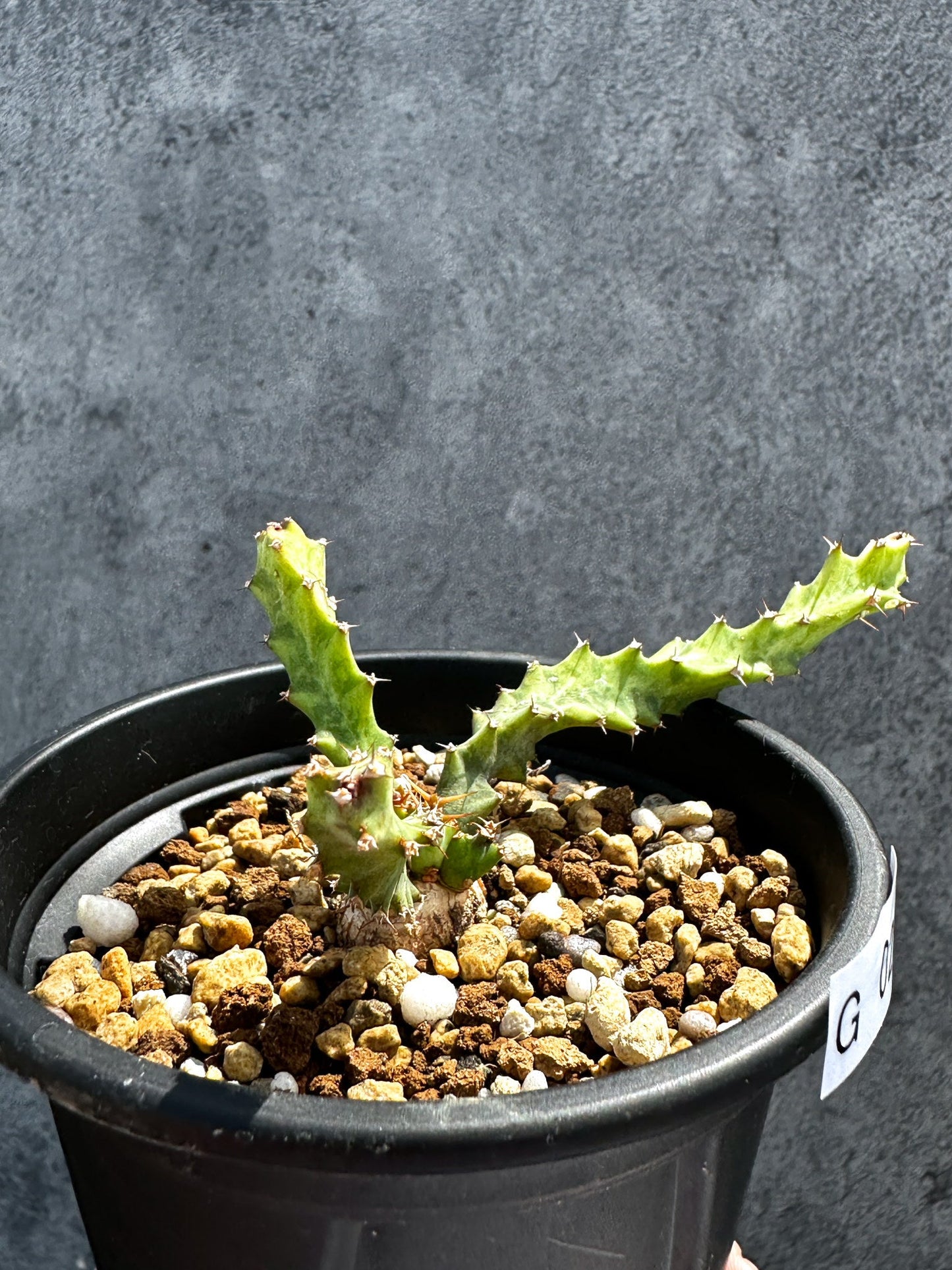 【現品限り】ユーフォルビア・クラビゲラ 実生【G29】 Euphorbia clavigera