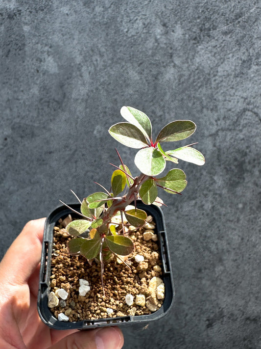 【現品限り】フォークイエリア・ファシクラータ 実生【G31】 Fouquieria fasciculata