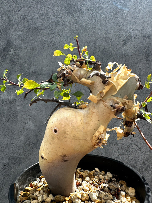 【現品限り】コミフォラ・カタフ ソマリア ピュア 現地株 発根済み 独特な形【G34】 Commiphora kataf Somalia