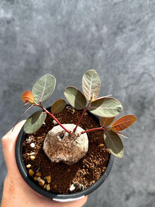 【現品限り】フィランサス・ミラビリス 現地株【G36】 Phyllanthus mirabilis