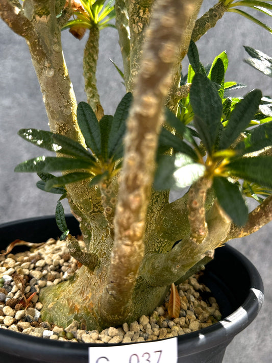 【現品限り】ドルステニア・ギガス 挿し木 大株【G37】 Dorstenia gigas
