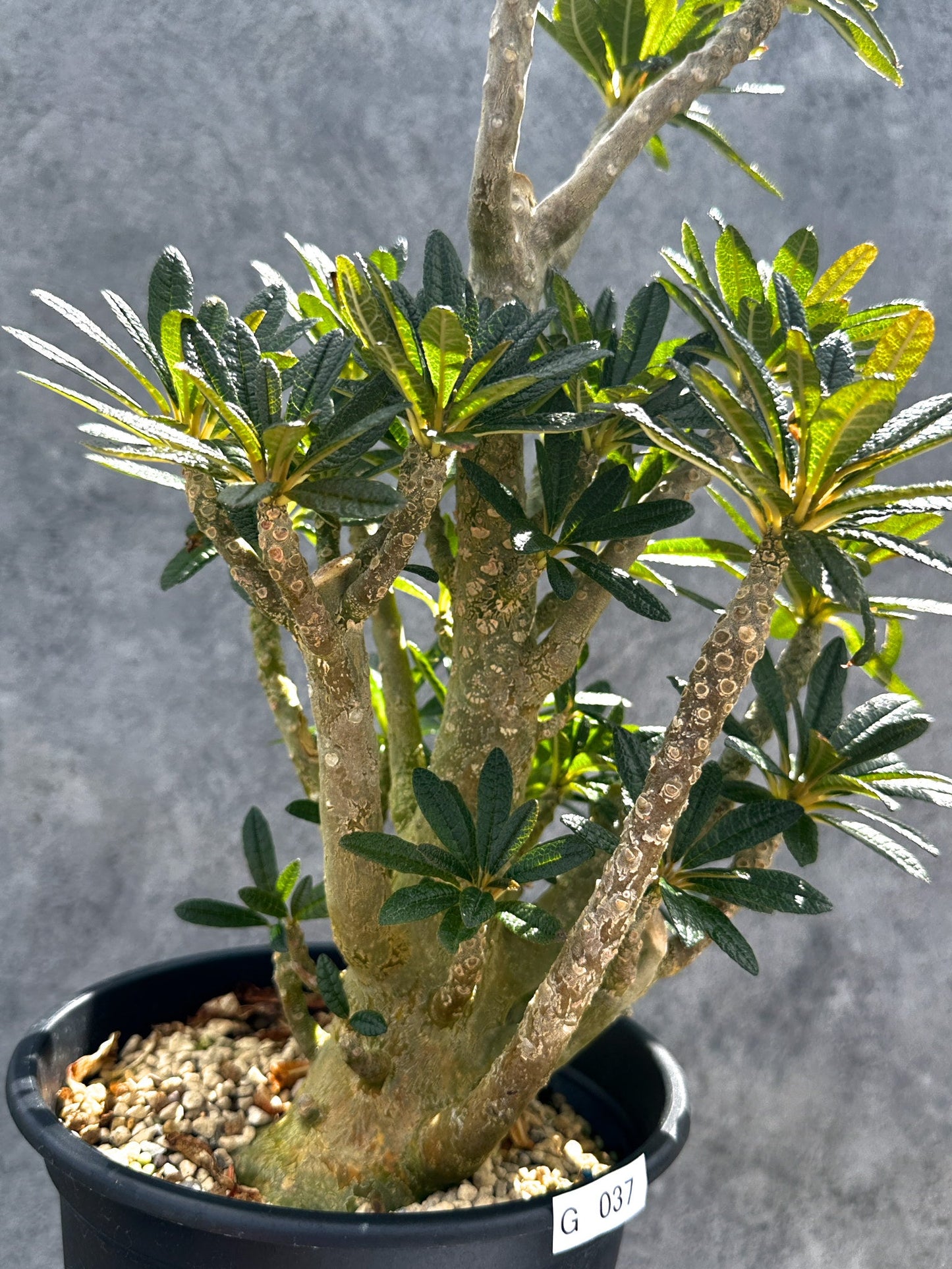 【現品限り】ドルステニア・ギガス 挿し木 大株【G37】 Dorstenia gigas