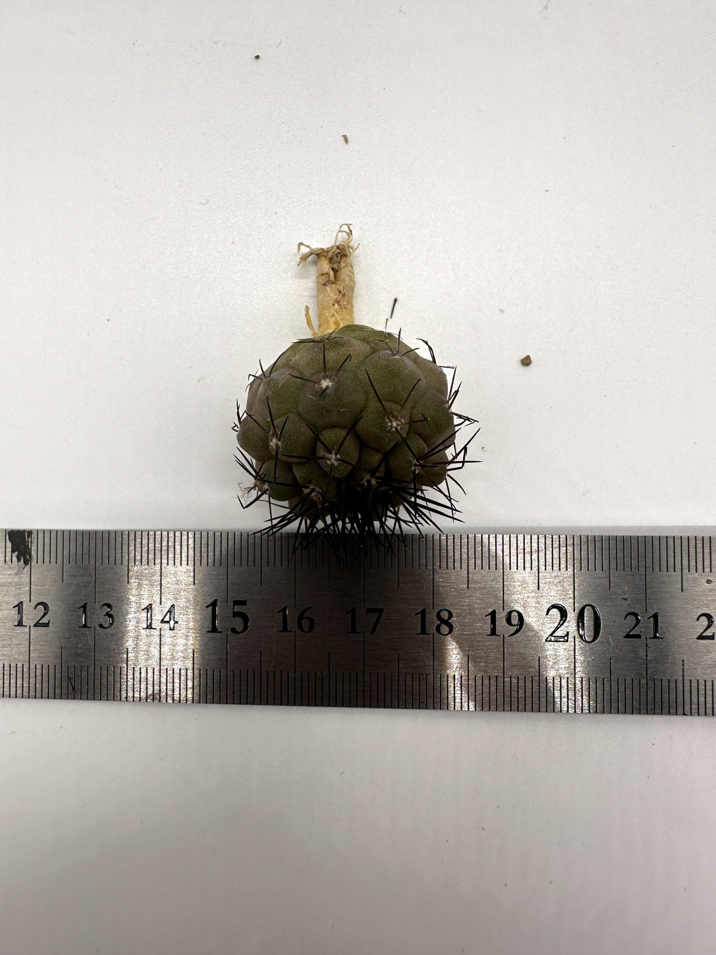 【現品限り】コピアポア・シネレア 黒王丸 抜き苗 実生 期間限定【H10】 Copiapoa cinerea