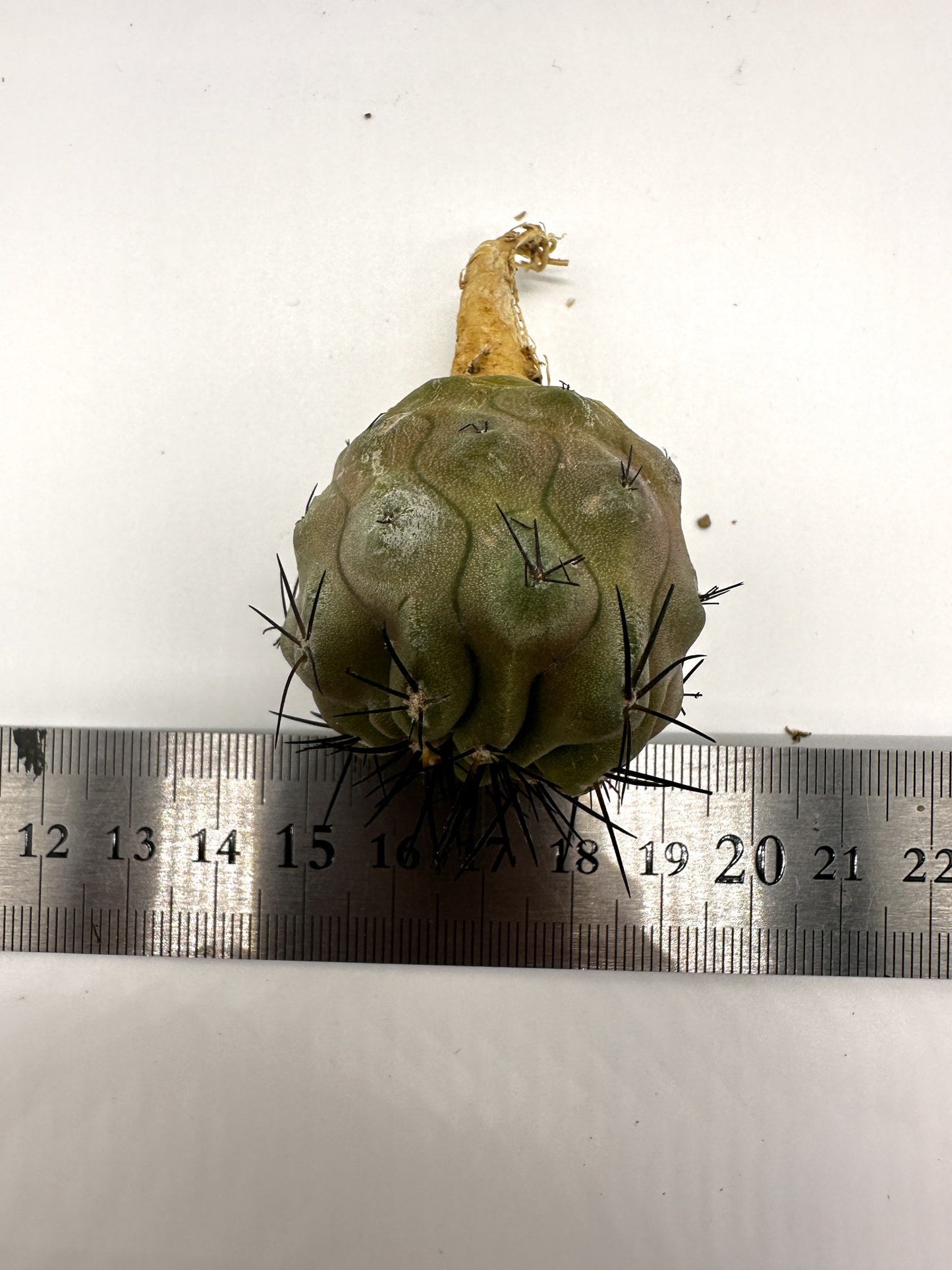 【現品限り】コピアポア・シネレア 黒王丸 抜き苗 実生 期間限定【H17】 Copiapoa cinerea