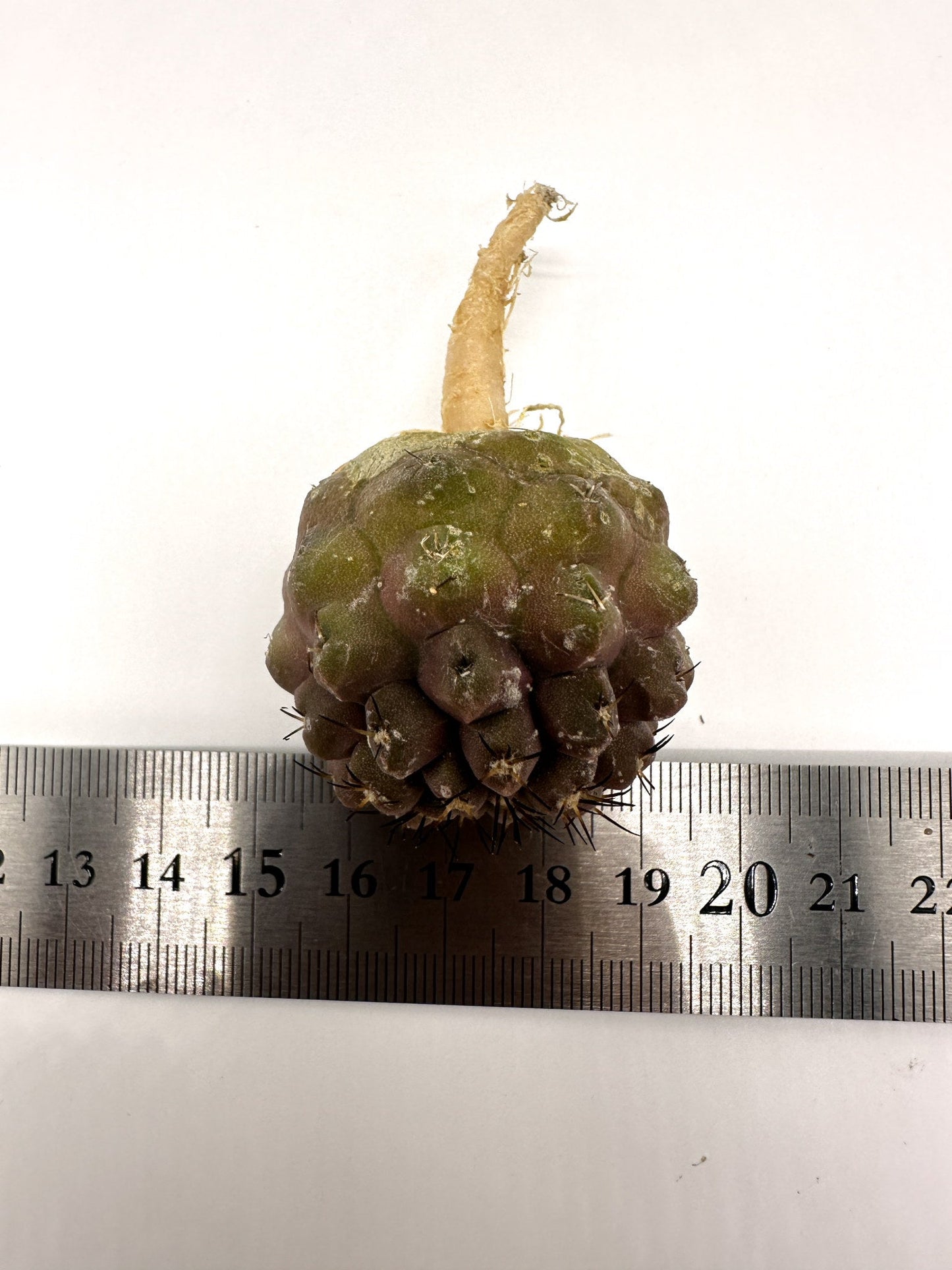 【現品限り】コピアポア・コルムナアルバ孤竜丸 抜き苗 実生【H23】 Copiapoa columna-alba