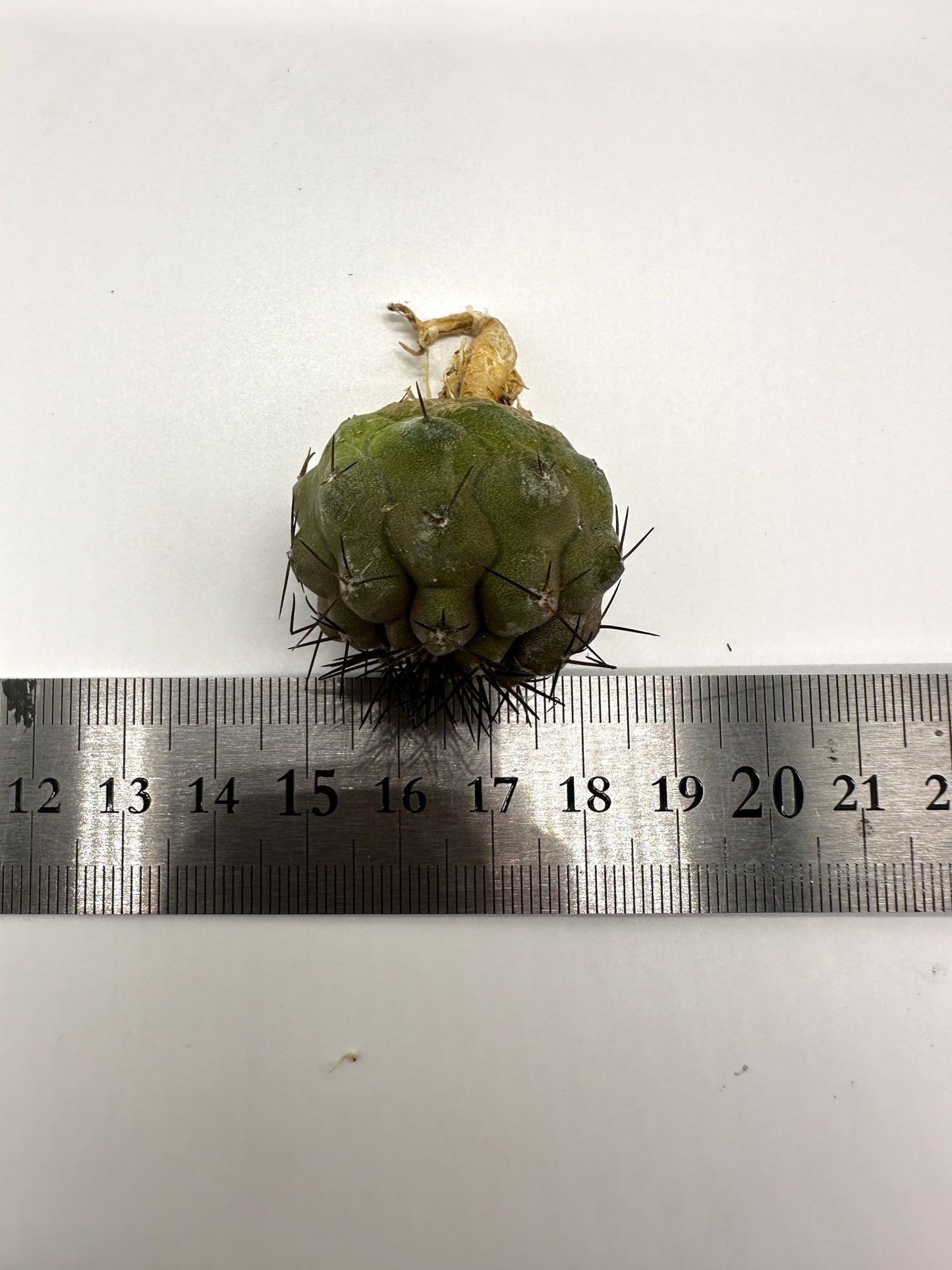 【現品限り】コピアポア・コルムナアルバ孤竜丸 抜き苗 実生【H27】 Copiapoa columna-alba