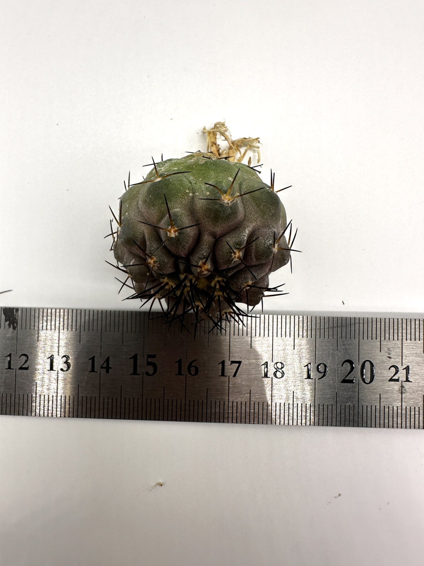 【現品限り】コピアポア・コルムナアルバ孤竜丸 抜き苗 実生【H28】 Copiapoa columna-alba