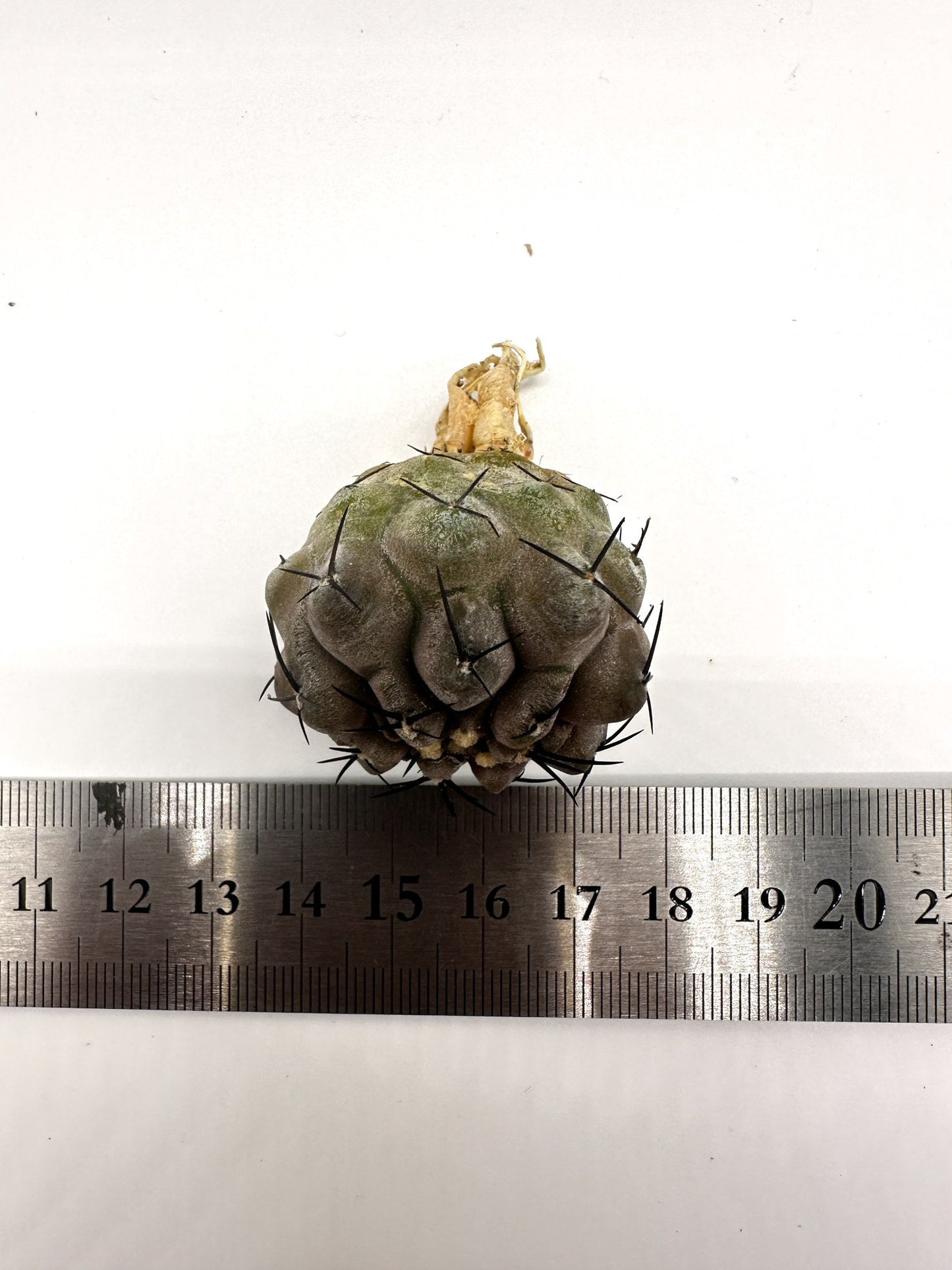 【現品限り】コピアポア・シネレア 黒王丸 抜き苗 実生 期間限定【H2】 Copiapoa cinerea
