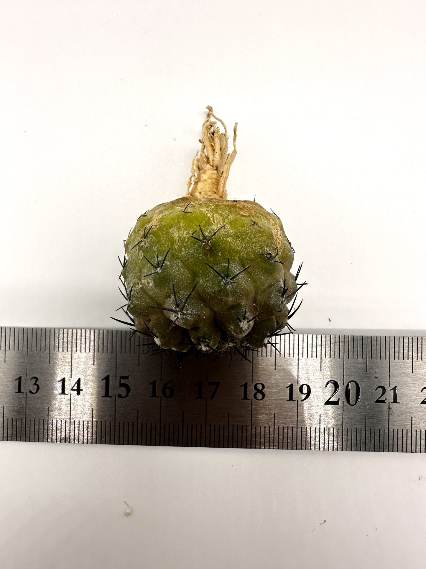 【現品限り】コピアポア・コルムナアルバ孤竜丸 抜き苗 実生【H33】 Copiapoa columna-alba