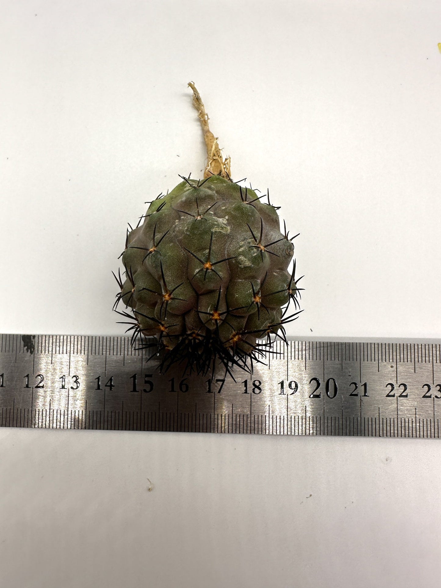 【現品限り】コピアポア・コルムナアルバ孤竜丸 抜き苗 実生【H37】 Copiapoa columna-alba