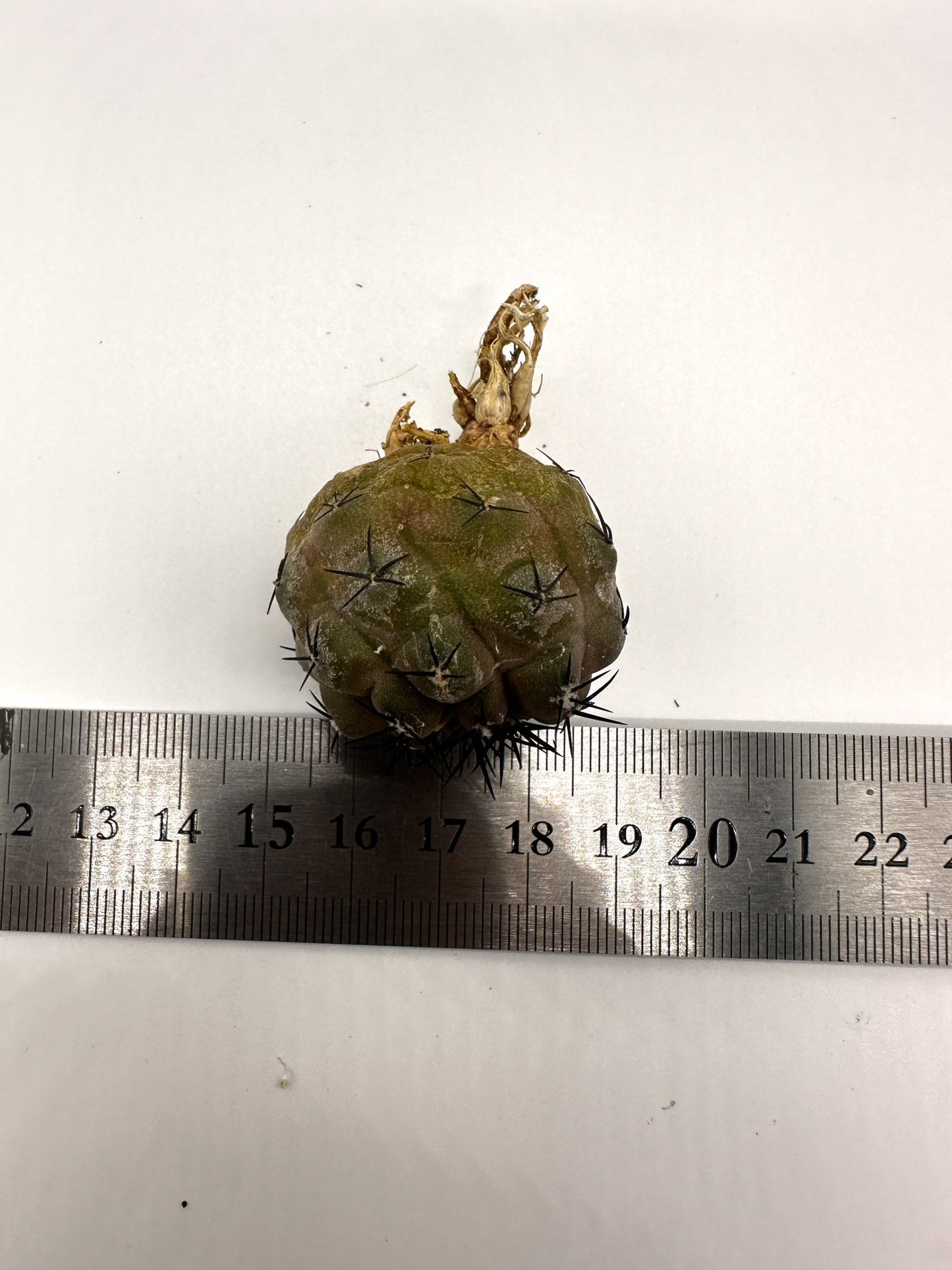 【現品限り】コピアポア・コルムナアルバ孤竜丸 抜き苗 実生【H40】 Copiapoa columna-alba