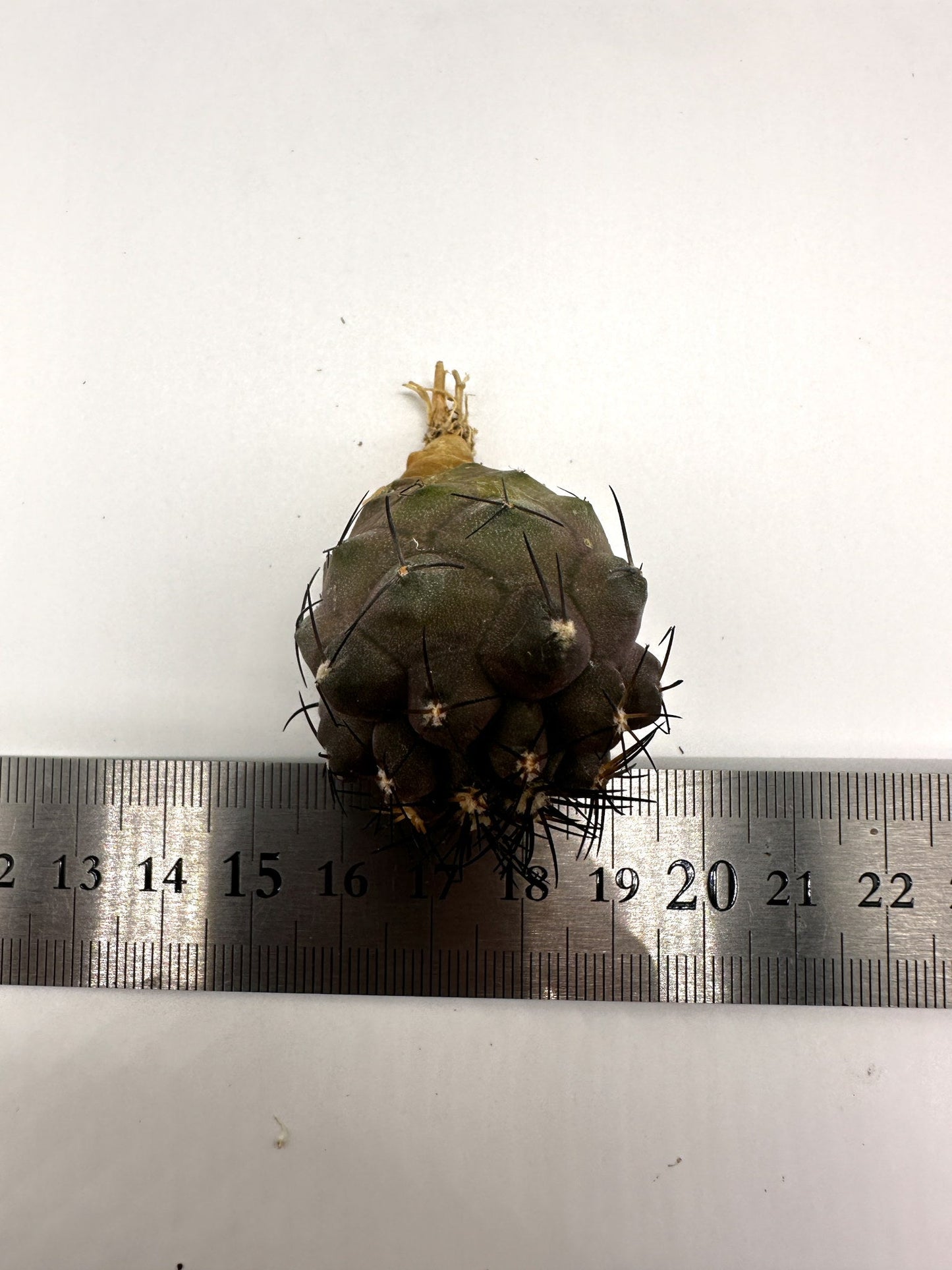 【現品限り】コピアポア・シネレア×エキノイデス 抜き苗 実生【H44】 Copiapoa cinerea × echinoides