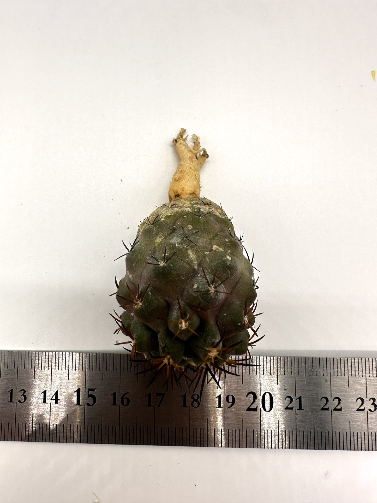 【現品限り】コピアポア・シネレア×ドゥラ 抜き苗 実生【H47】 Copiapoa cinerea × dura