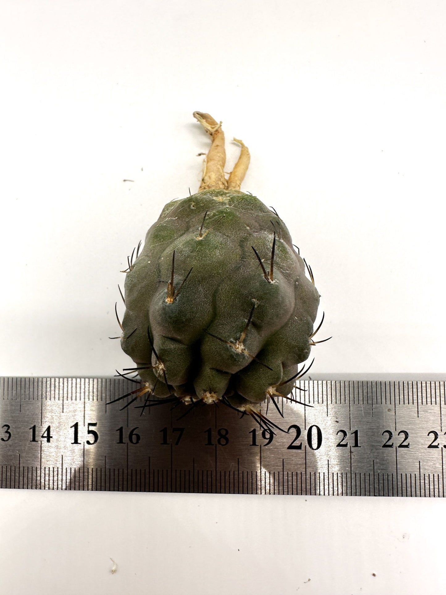 【現品限り】コピアポア・シネレア×コルムナアルバ 抜き苗 実生【H53】 Copiapoa cinerea × columna-alba
