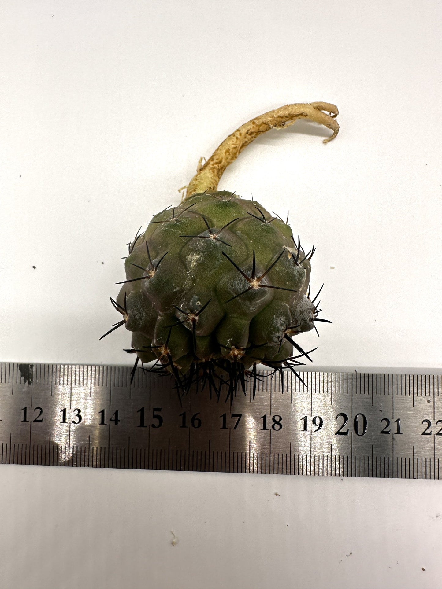 【現品限り】コピアポア・コルムナアルバ×シネレア 抜き苗 実生【H57】 Copiapoa columna-alba × cinerea