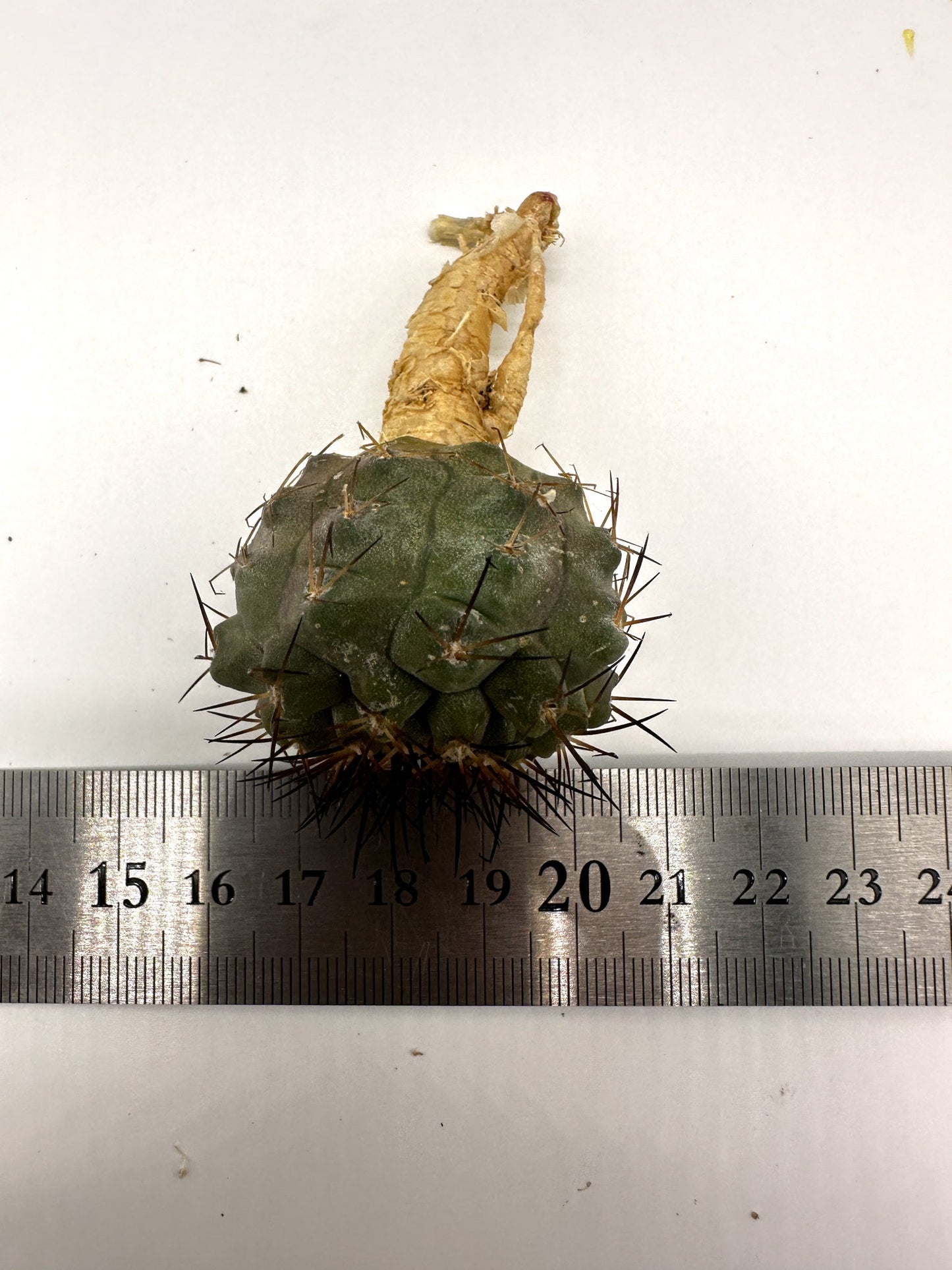 【現品限り】コピアポア・コルムナアルバ×シネレア 抜き苗 実生【H58】 Copiapoa columna-alba × cinerea