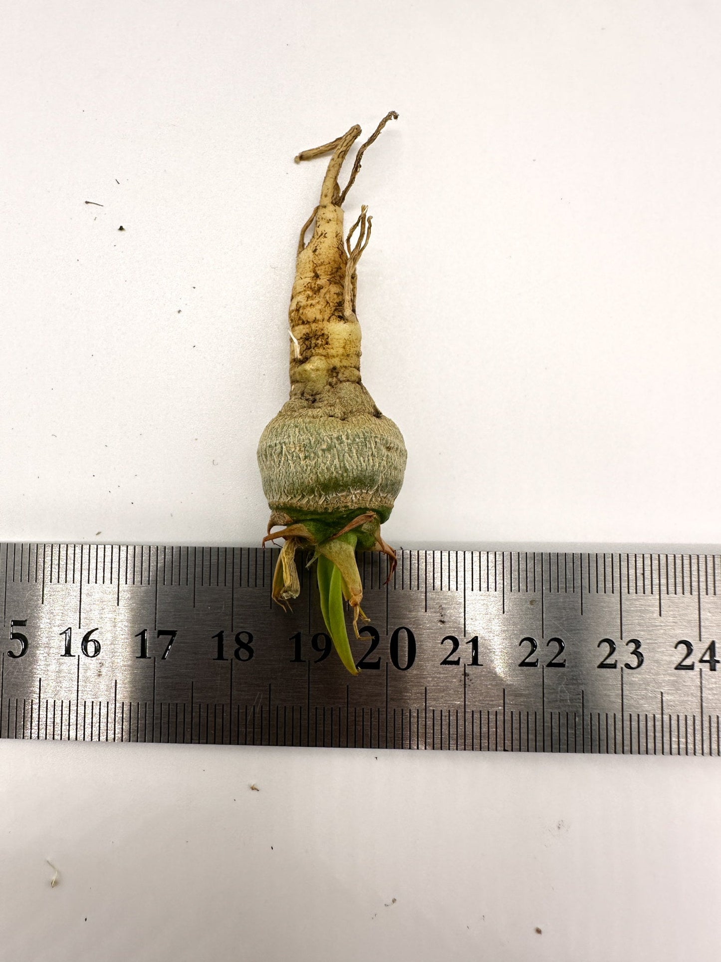 【現品限り】ユーフォルビア・サピニー 実生 抜き苗【H61】 Euphorbia sapinii