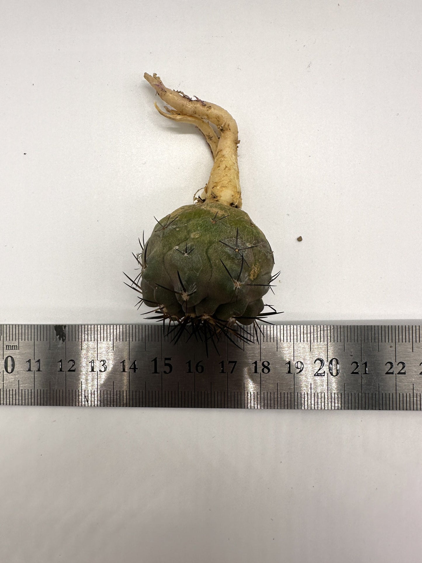 【現品限り】コピアポア・シネレア 黒王丸 抜き苗 実生 期間限定【H6】 Copiapoa cinerea