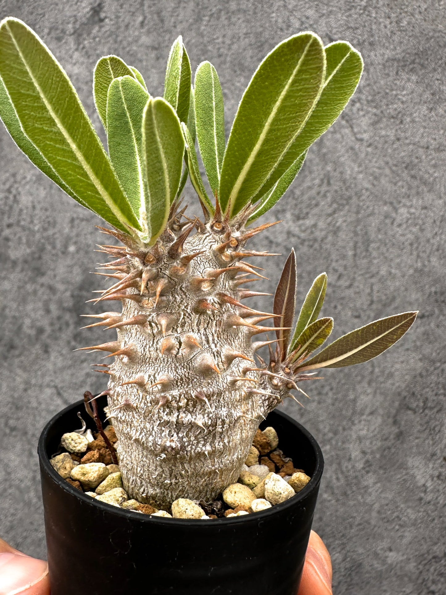 【現品限り】パキポディウム・デンシフローラム 長期実生【I10】 Pachypodium densiflorum