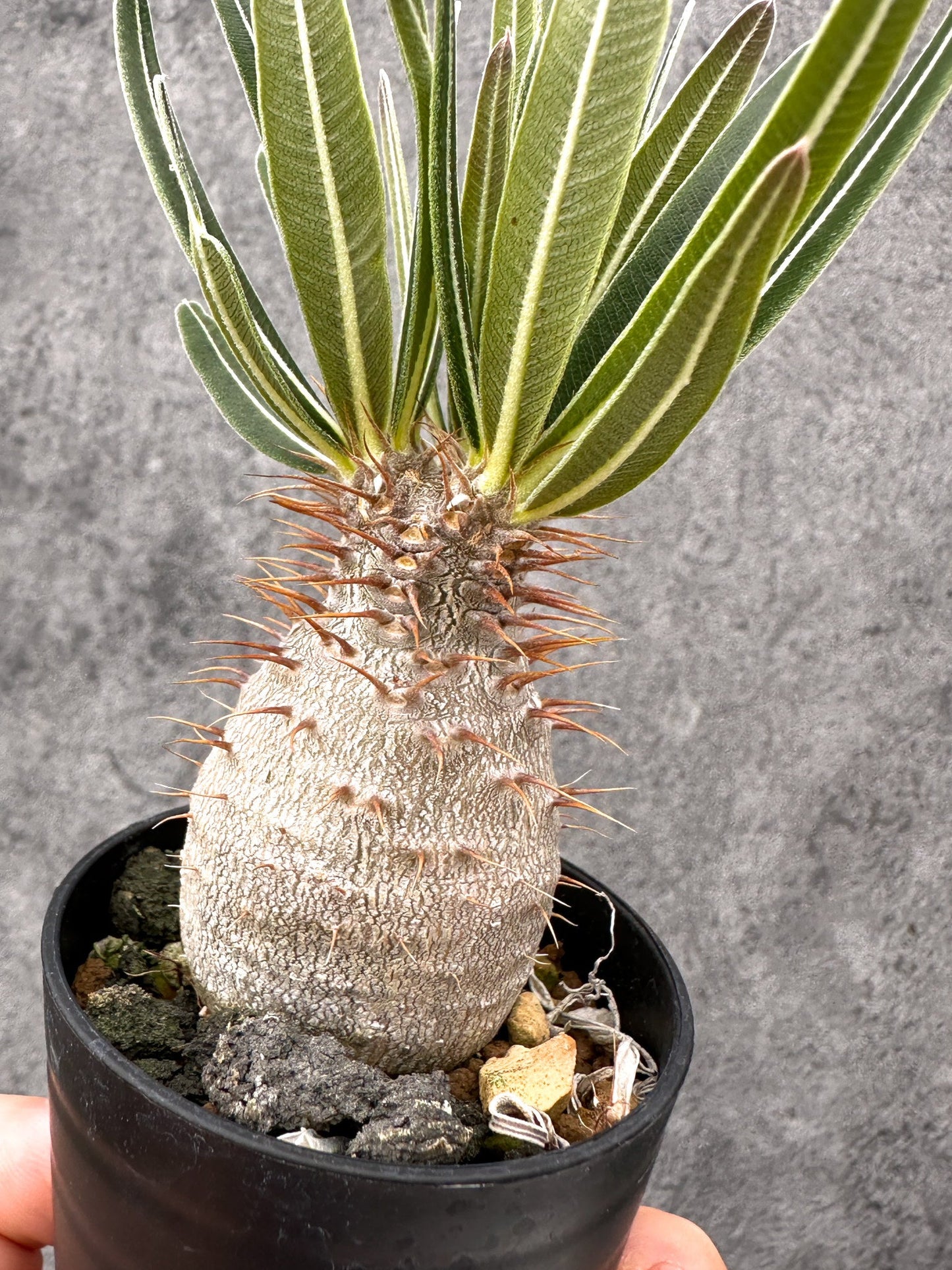【現品限り】パキポディウム・グラキリス コレクション株 実生【I14】 Pachypodium gracilius