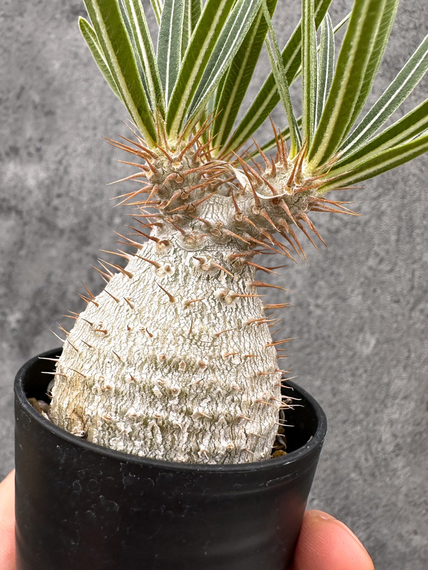 【現品限り】パキポディウム・グラキリス コレクション株 実生【I15】 Pachypodium gracilius