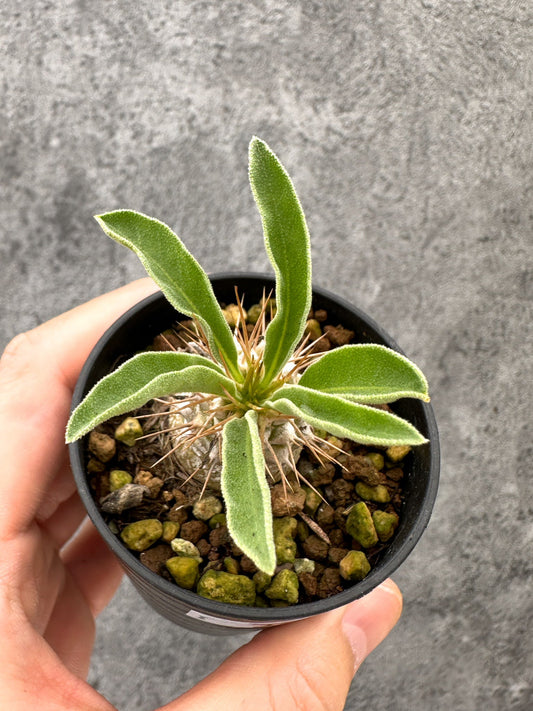【現品限り】パキポディウム・ナマクアナム 光堂 実生【I18】 Pachypodium namaquanum