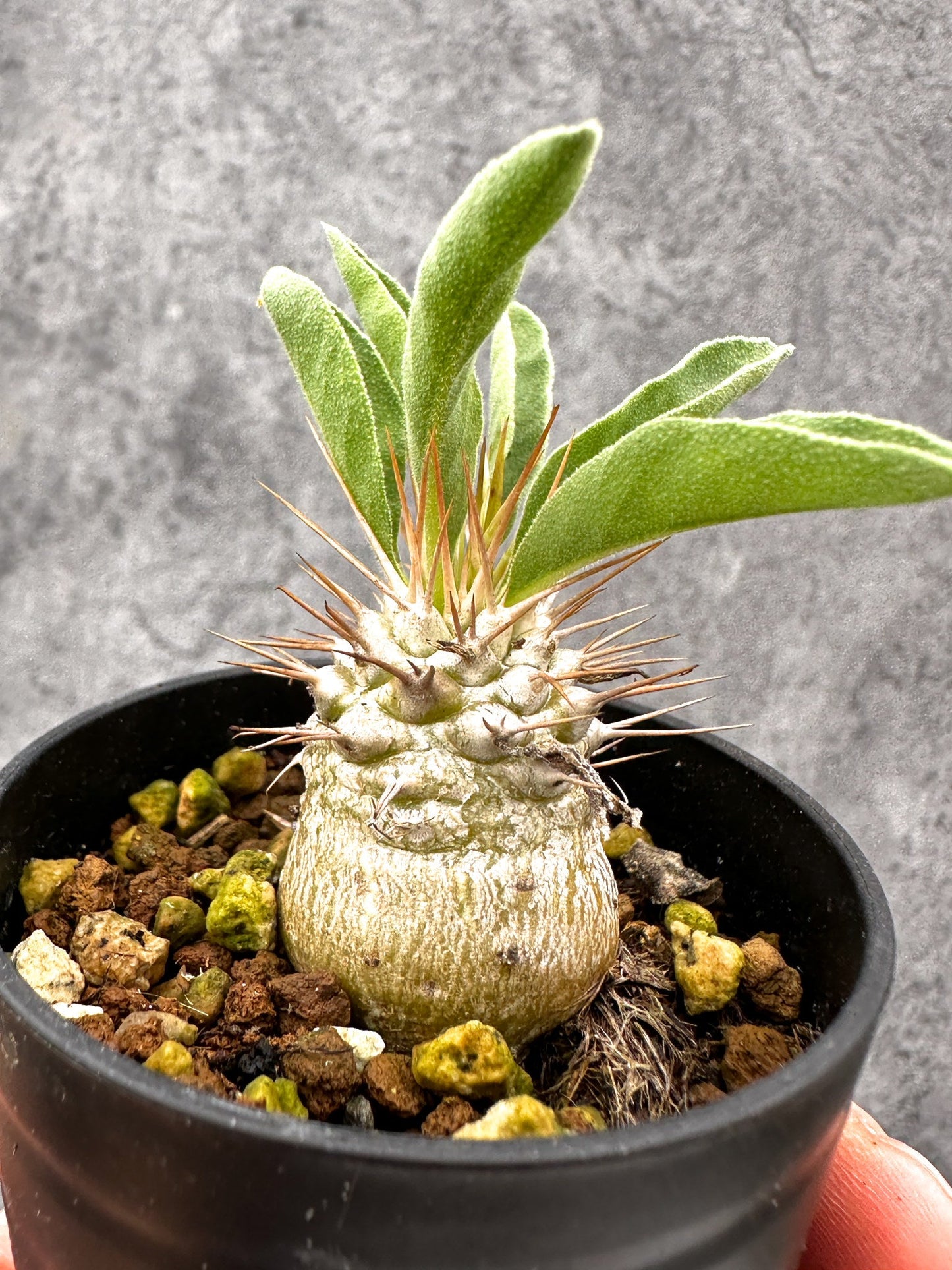 【現品限り】パキポディウム・ナマクアナム 光堂 実生【I18】 Pachypodium namaquanum