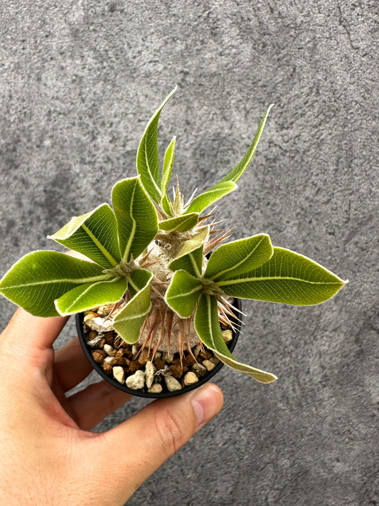 【現品限り】パキポディウム・デンシフローラム 長期実生【I1】 Pachypodium densiflorum