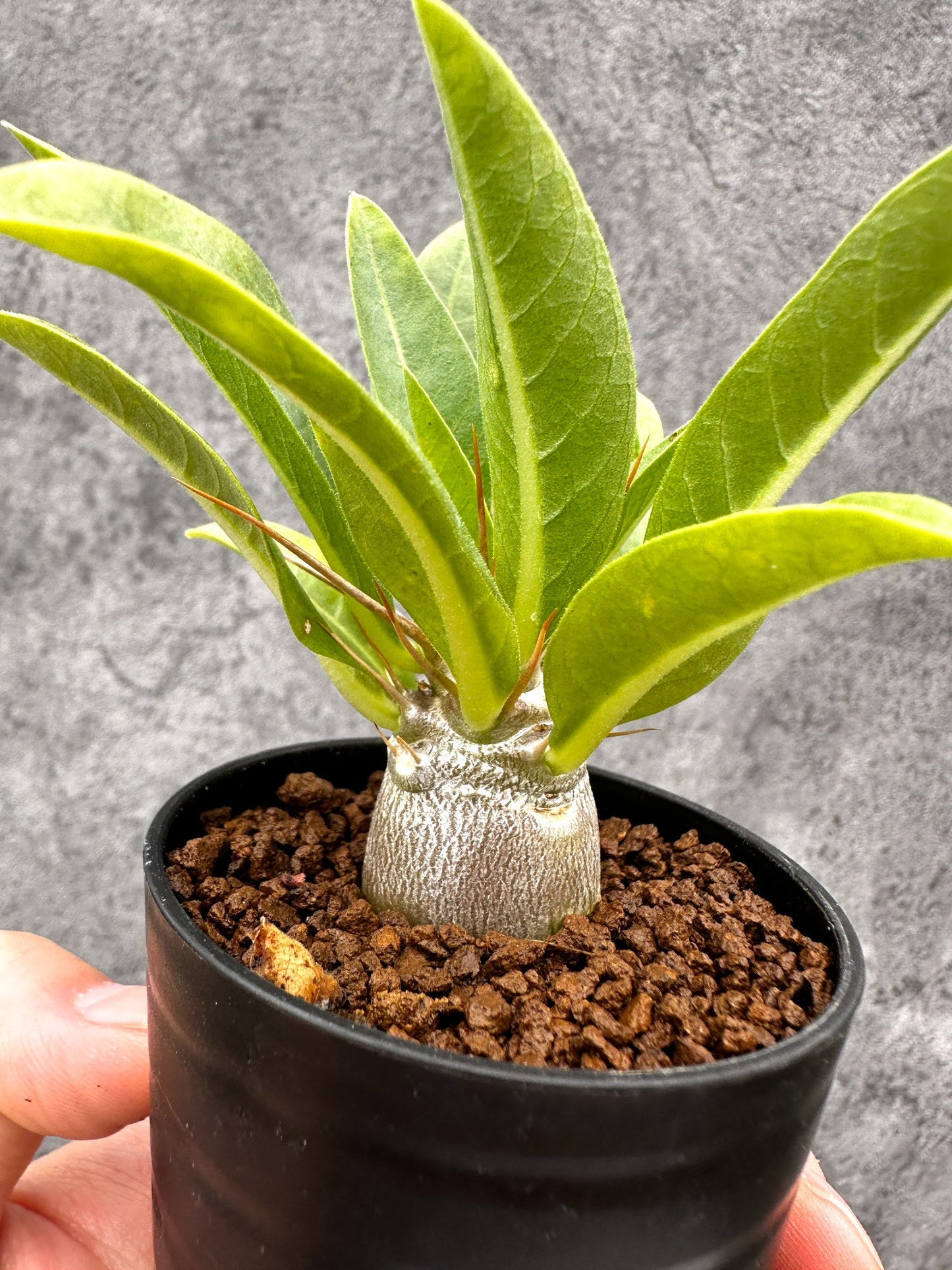 【現品限り】パキポディウム・レアリー 実生【I22】 Pachypodium lealii