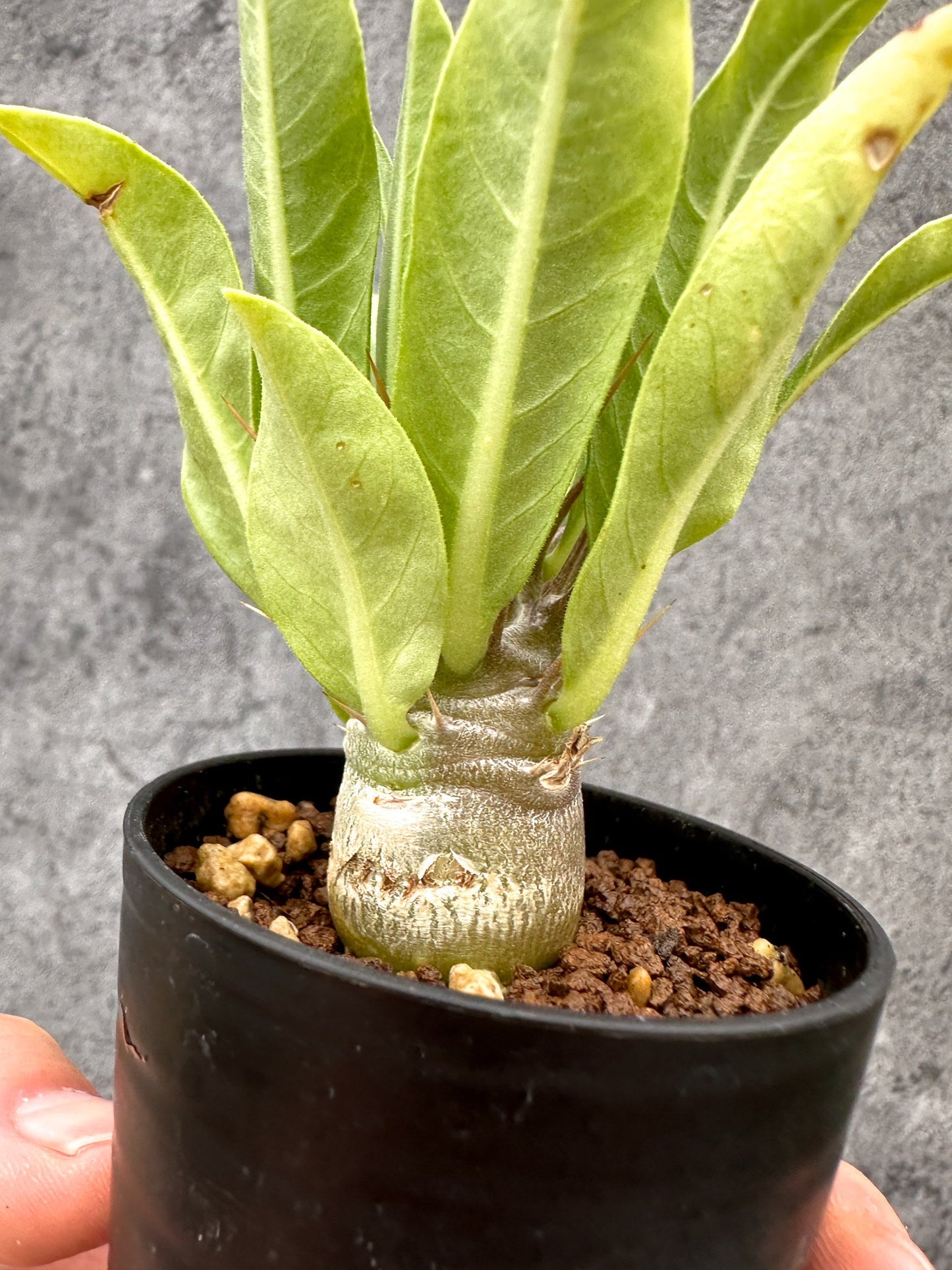 【現品限り】パキポディウム・レアリー 実生【I24】 Pachypodium lealii