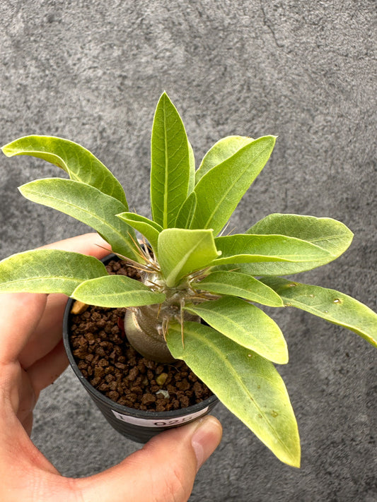 【現品限り】パキポディウム・レアリー 実生【I25】 Pachypodium lealii