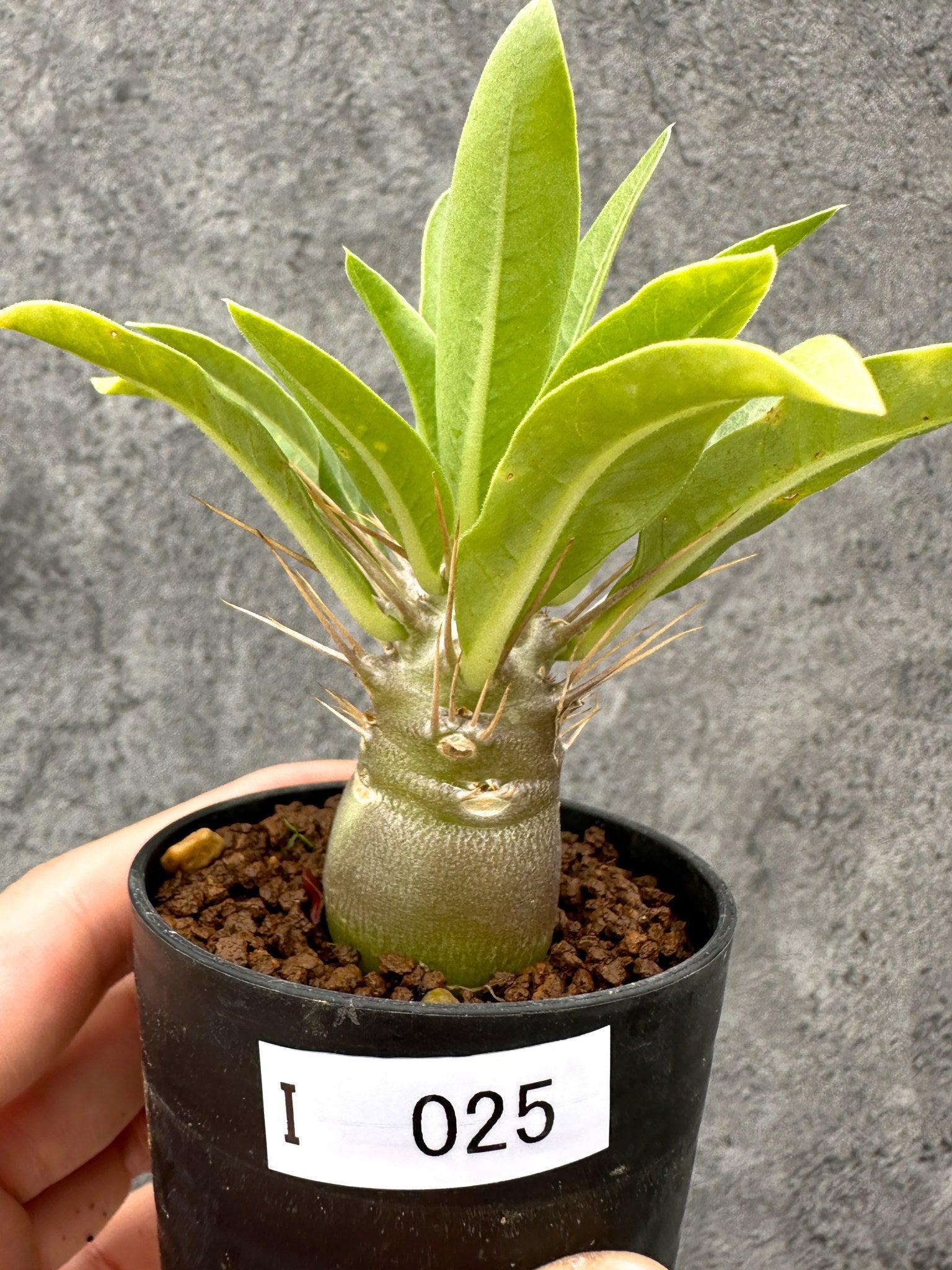 パキポディウム・レアリー 実生【I25】 Pachypodium lealii 塊根植物