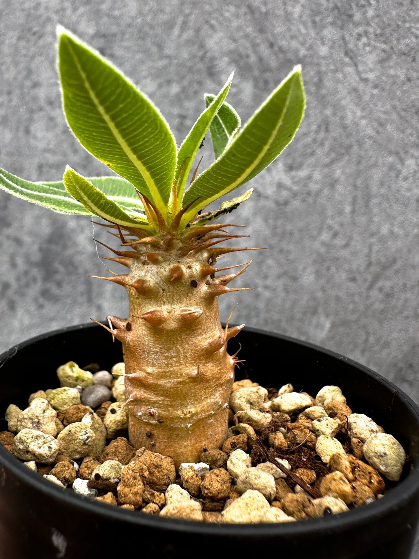 【現品限り】パキポディウム・マカイエンセ 実生【I26】 Pachypodium makayense
