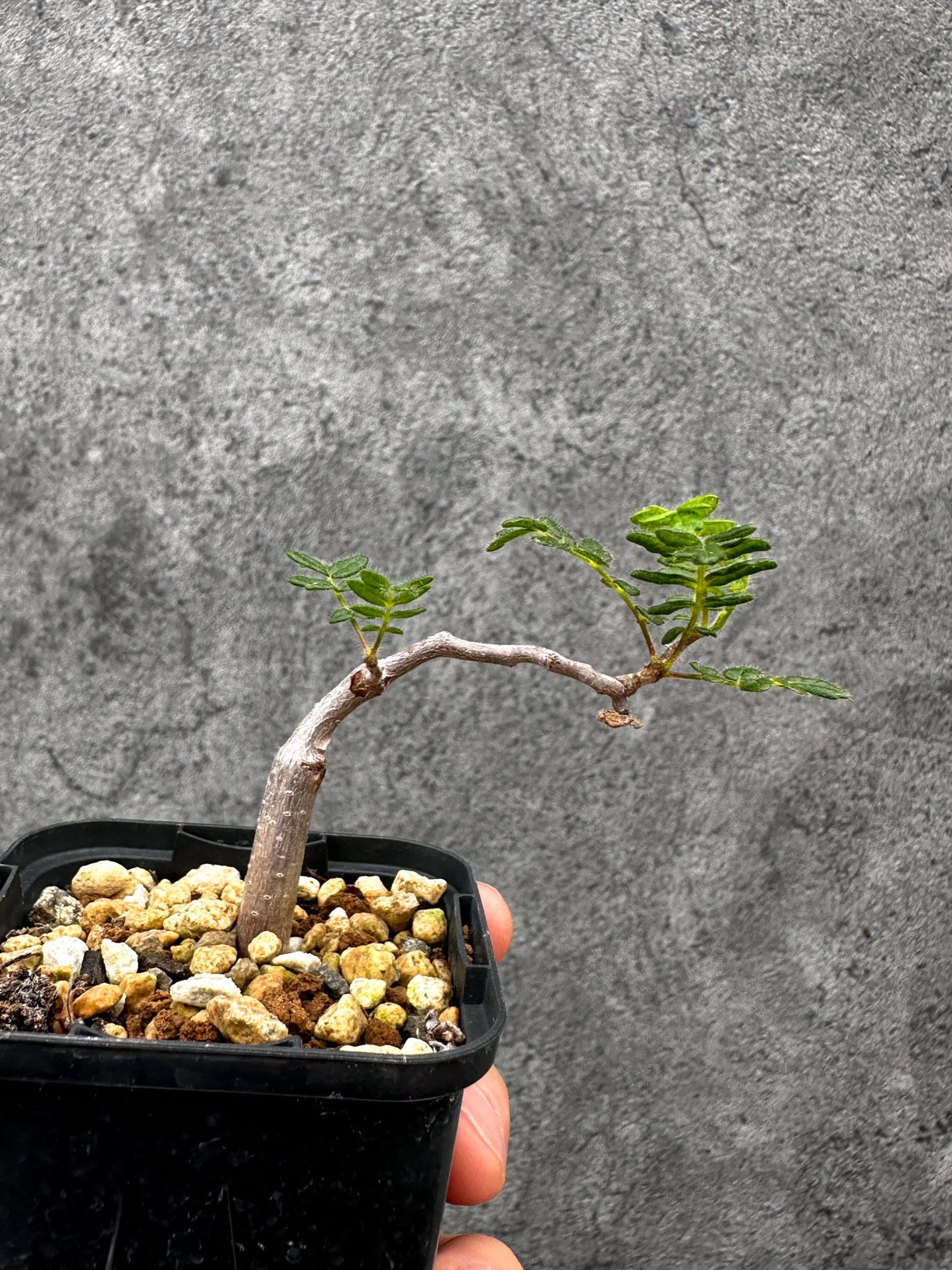【現品限り】コミフォラ・モンストローサ 長期実生 抑制栽培【I32】 Commiphora monstruosa