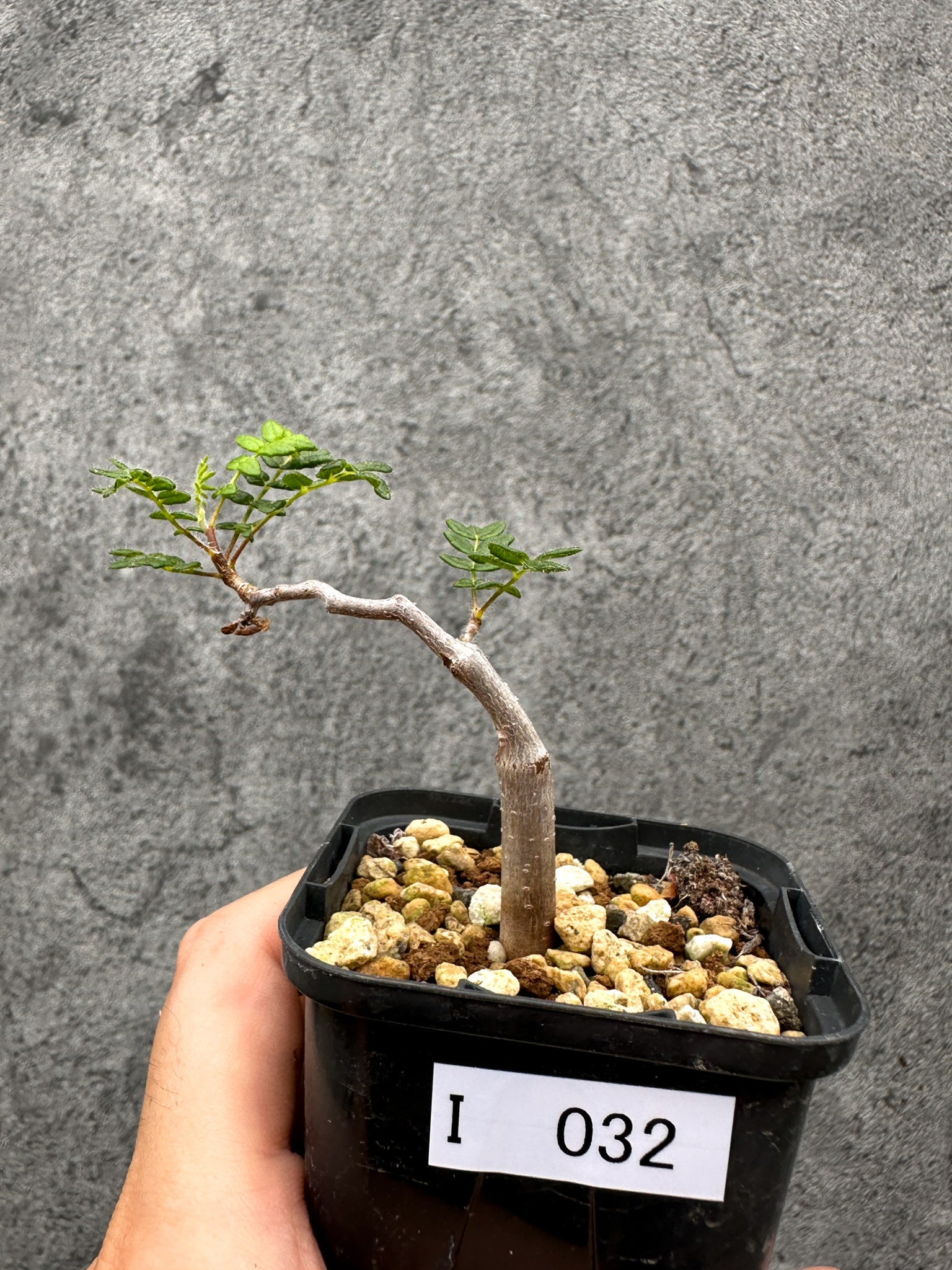 コミフォラ・モンストローサ 長期実生 抑制栽培【I32】 Commiphora