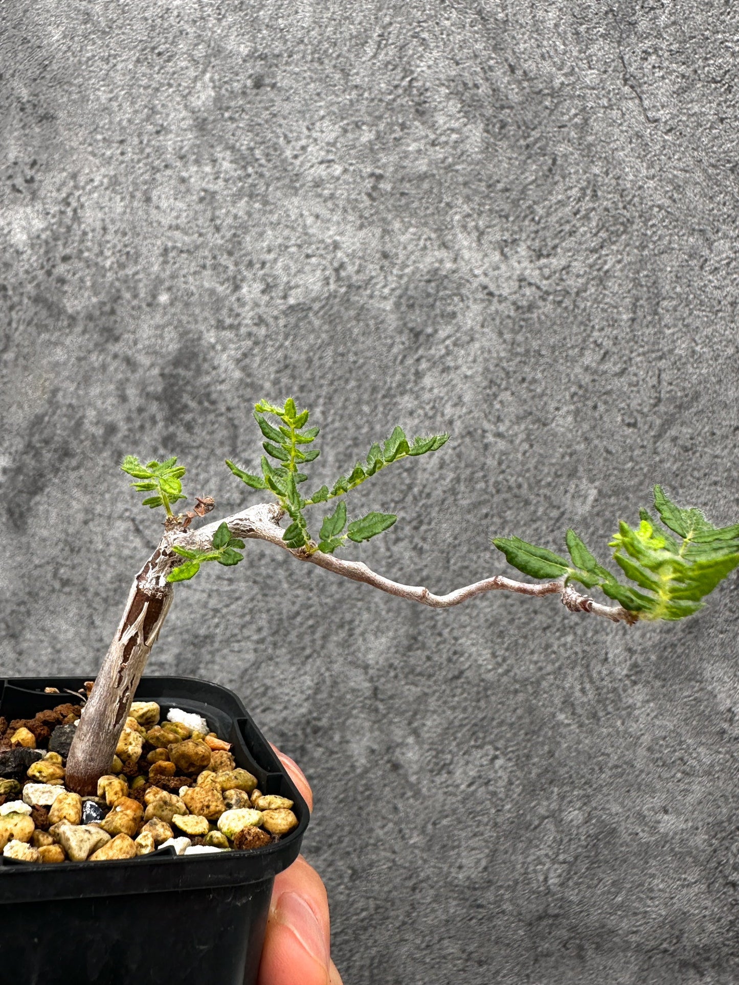 【現品限り】コミフォラ・モンストローサ 長期実生 抑制栽培【I35】 Commiphora monstruosa