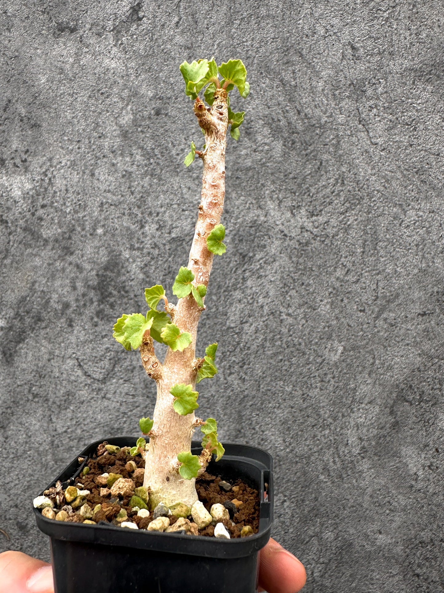 【現品限り】ドルステニア・ジプソフィラ 実生【I38】 Dorstenia gypsophila