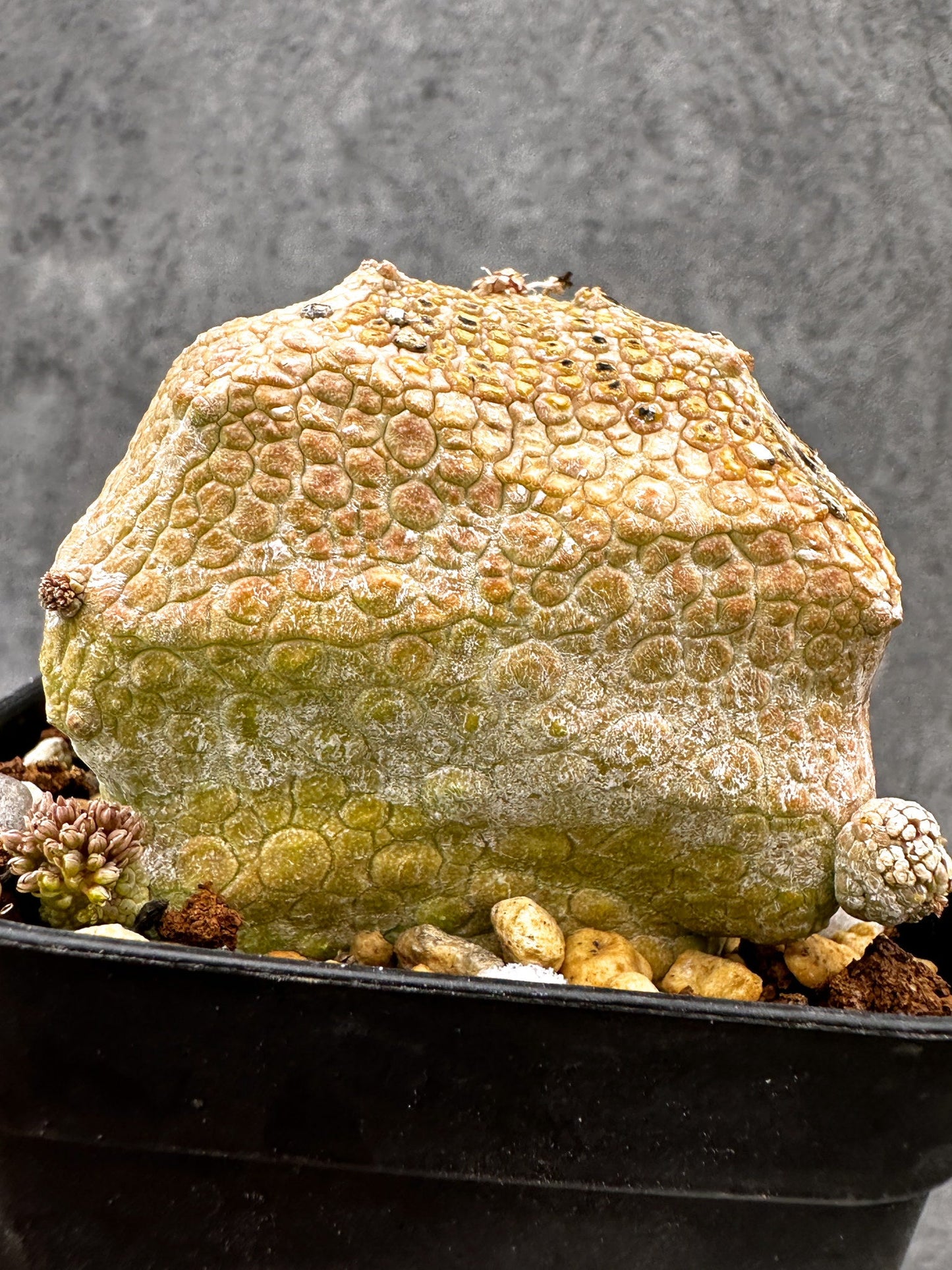 【現品限り】プセウドリトス・クビフォルメ 実生【I42】 Pseudolithos cubiforme