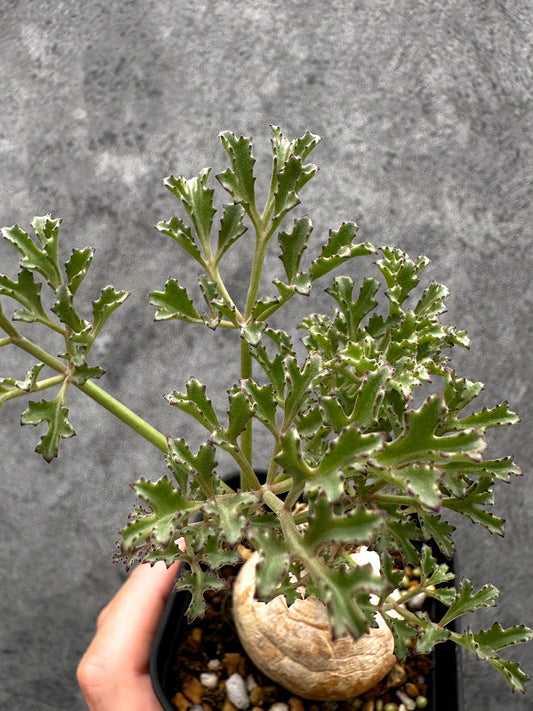 【現品限り】キフォステンマ・ベティフォルメ ナローリーフ 現地株 発根済み【I44】 Cyphostemma betiforme Somalia