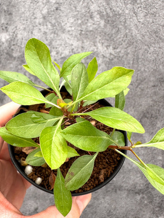 【現品限り】フォークイエリア・ファシクラータ 実生【I46】 Fouquieria fasciculata
