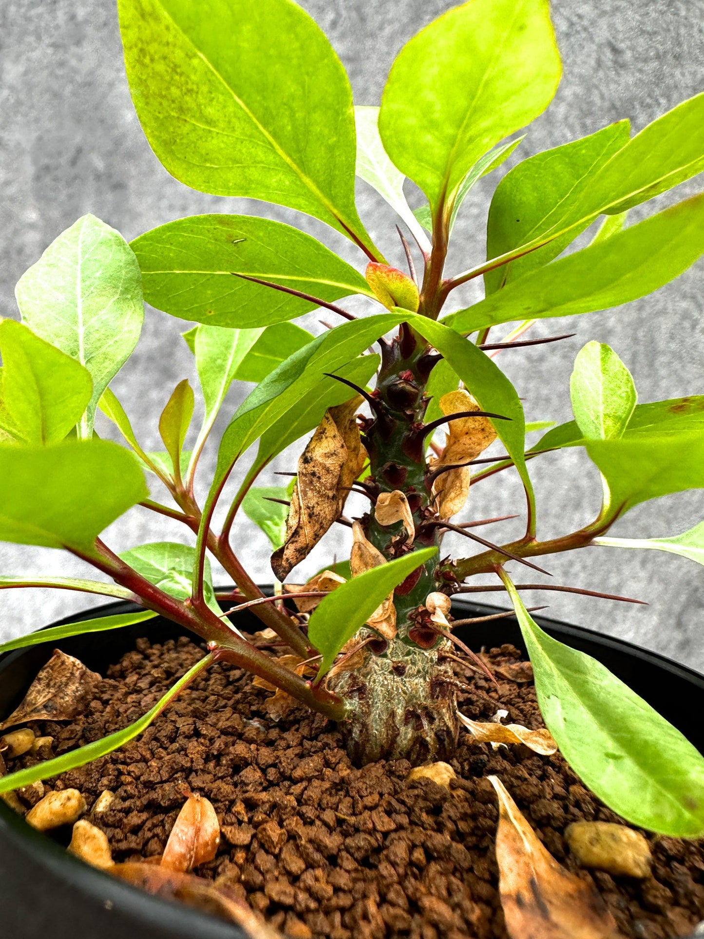 【現品限り】フォークイエリア・ファシクラータ 実生【I46】 Fouquieria fasciculata
