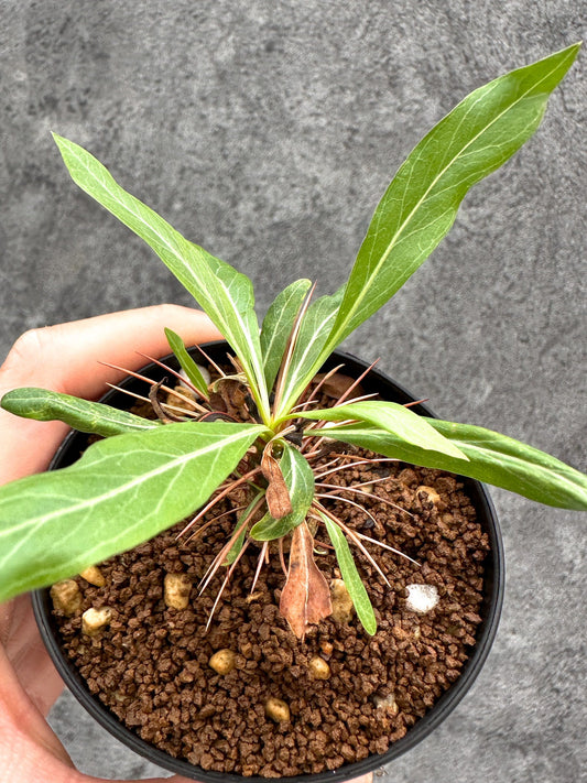 【現品限り】フォークイエリア・プルプシー 実生【I47】 Fouquieria purpusii